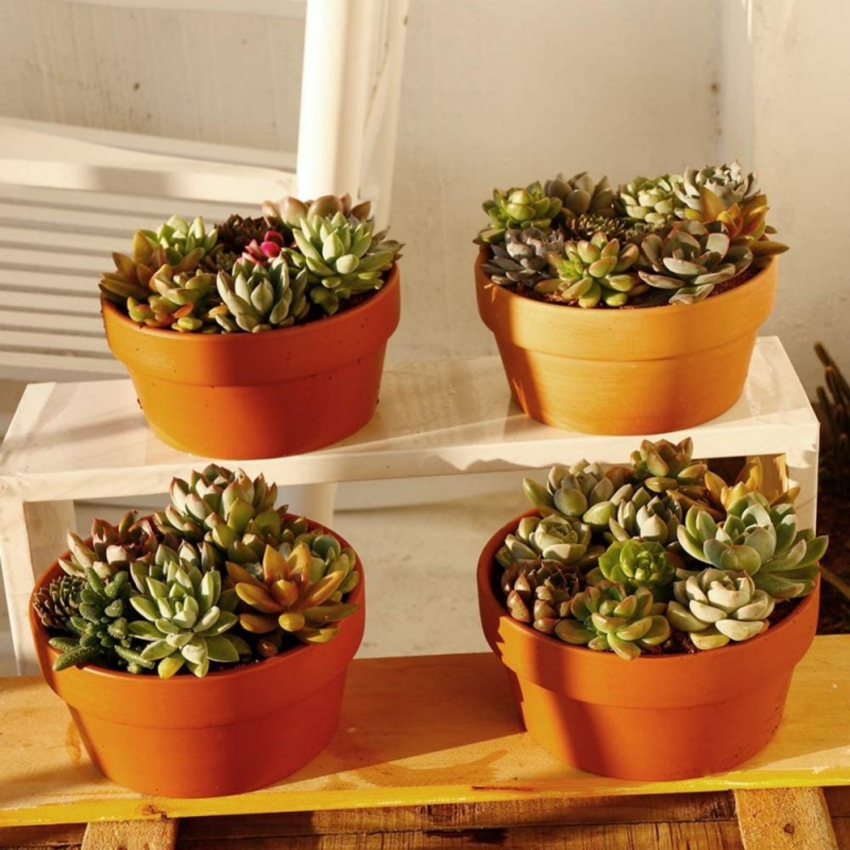 وعاء الطين الطين مع ثقب الصرف  - مراجعة Cactus Mix Pot وسعره