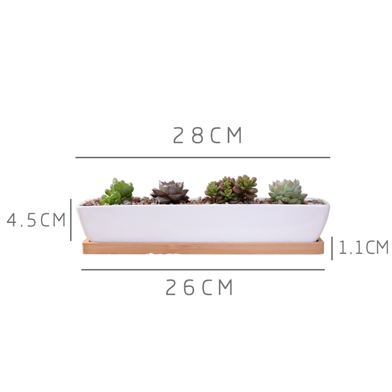 وعاء زراعة عصاري من السيراميك  - مراجعة Cactus Mix Pot وسعره