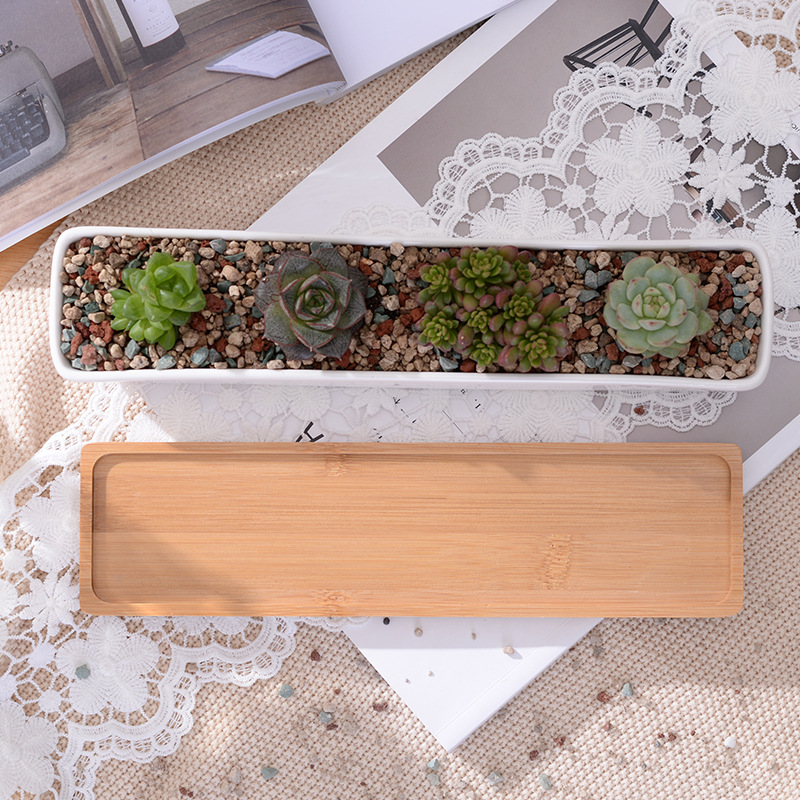 وعاء زراعة عصاري من السيراميك  - مراجعة Cactus Mix Pot وسعره