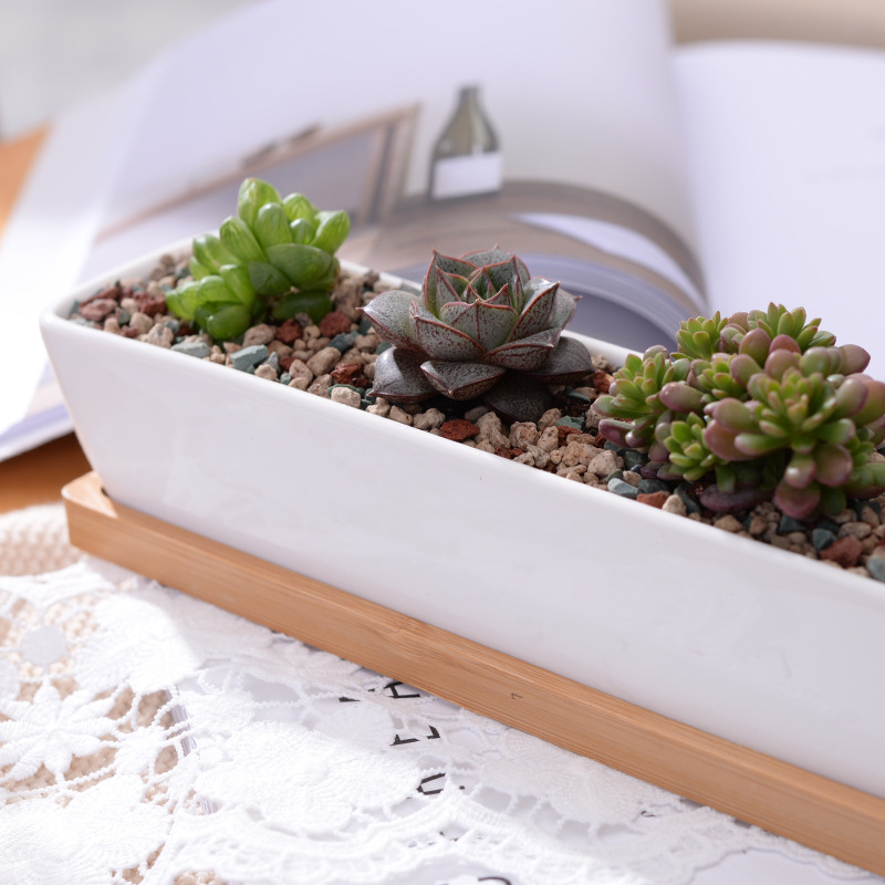 وعاء زراعة عصاري من السيراميك  - مراجعة Cactus Mix Pot وسعره