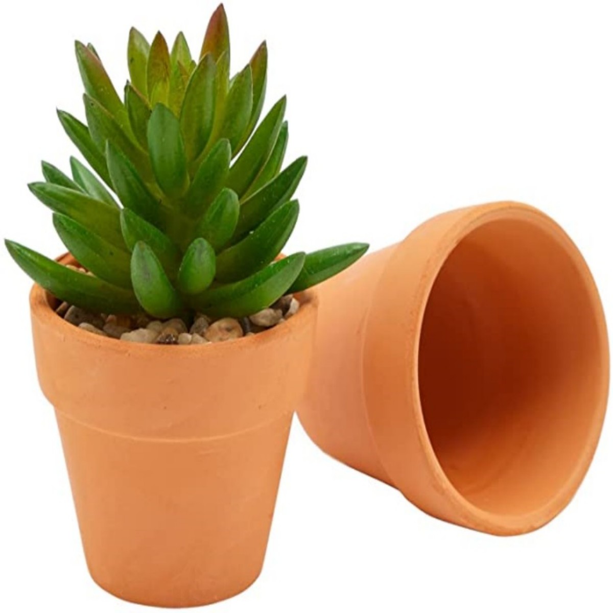 16 قطعة 1.8 بوصة أواني تيرا كو - مراجعة Cactus Mix Pot وسعره