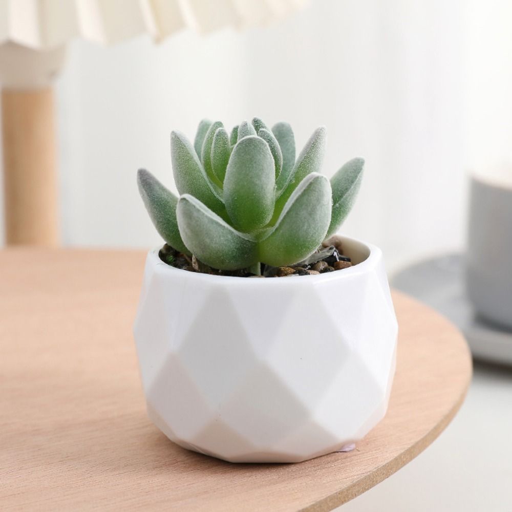 نباتات صبار اصطناعية دائمة الخ - مراجعة Cactus Mix Pot وسعره