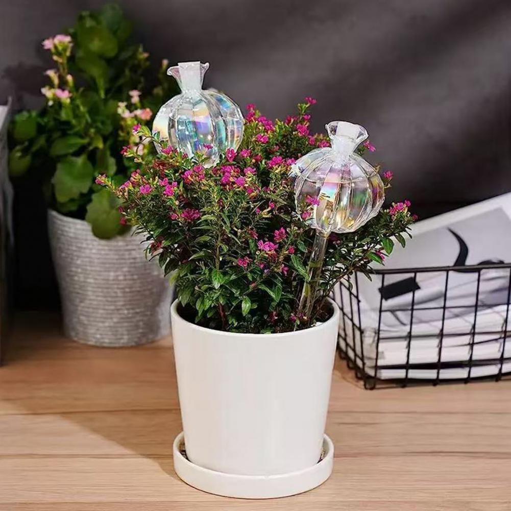 24 سنتيمتر الصبار الذاتي سقي ل - مراجعة Cactus Mix Pot وسعره
