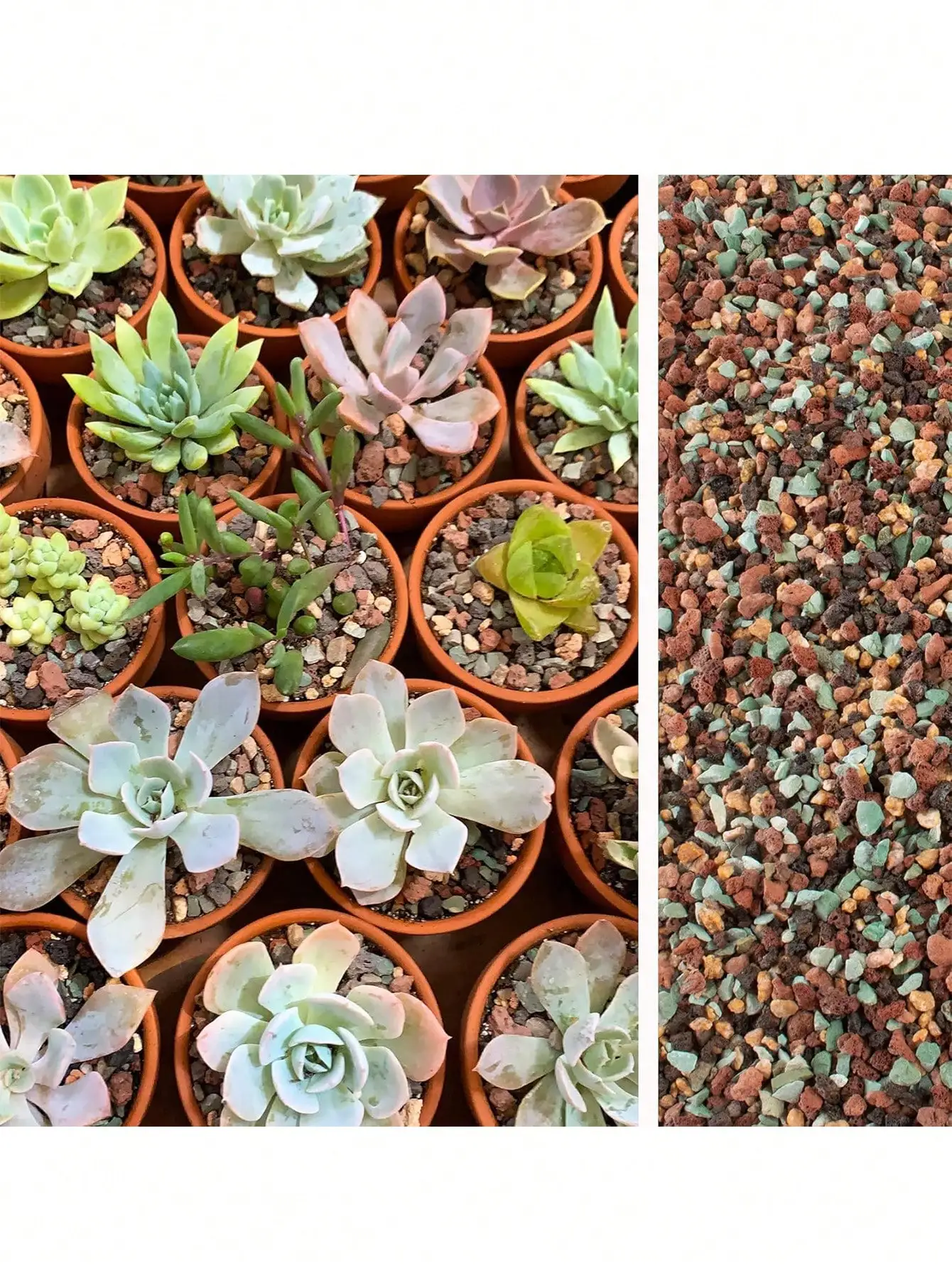 مزيج الحمم البركانية البستانية - مراجعة Cactus Mix Pot وسعره